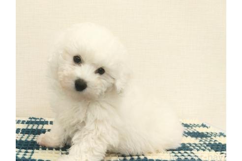 成約済ののミックス犬-364537