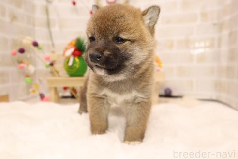 成約済の東京都の柴犬-365426の3枚目