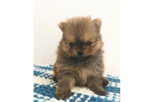 成約済の群馬県のポメラニアン-369823の19枚目