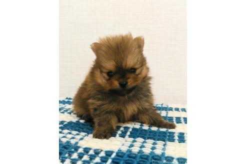 成約済の群馬県のポメラニアン-369823の16枚目