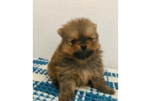 成約済の群馬県のポメラニアン-369823の15枚目