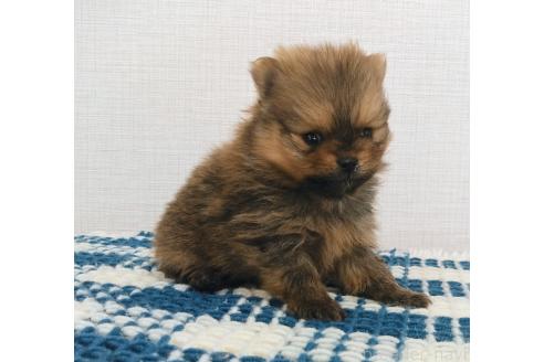 成約済の群馬県のポメラニアン-369823の14枚目