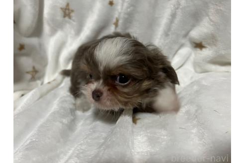 成約済の沖縄県のチワプー:チワワ×トイプードル-369825の2枚目
