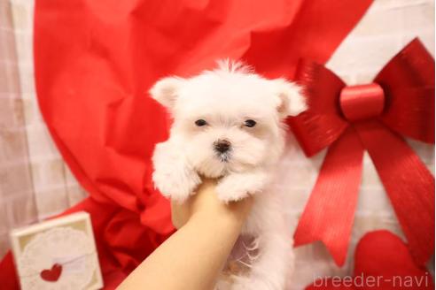 成約済の東京都のマルチーズ-369371の4枚目