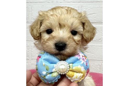 成約済の愛知県のマルプー:マルチーズ×トイプードル-369842の21枚目