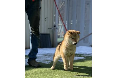 成約済の長野県の柴犬-369847の5枚目