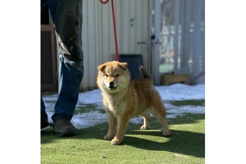 成約済の長野県の柴犬-369847の4枚目