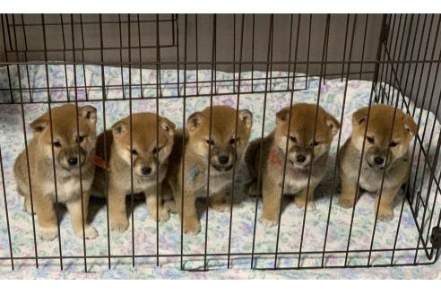 成約済の熊本県の柴犬-362066の1枚目