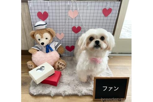 成約済の秋田県のミックス犬-369854の10枚目