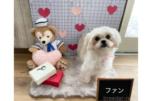 成約済の秋田県のミックス犬-369854の9枚目
