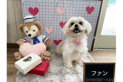成約済の秋田県のミックス犬-369854の1枚目