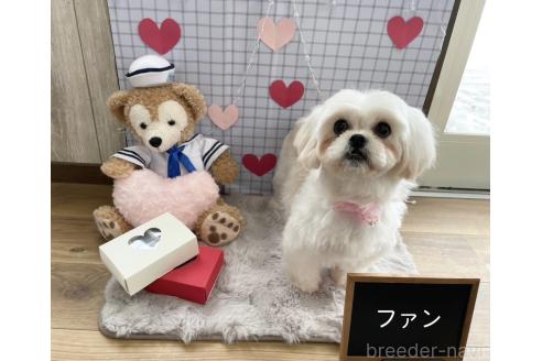 成約済の秋田県のミックス犬-369854の8枚目