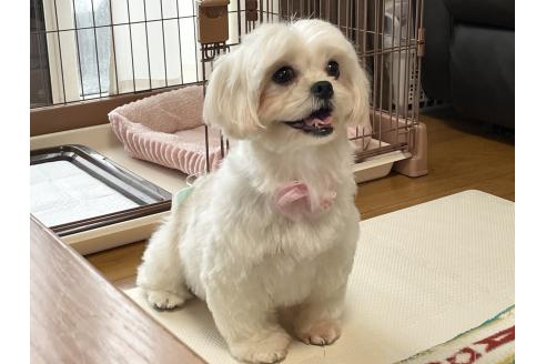 成約済の秋田県のミックス犬-369854の7枚目