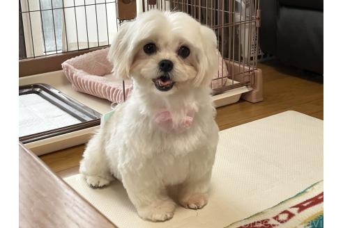 成約済の秋田県のミックス犬-369854の6枚目
