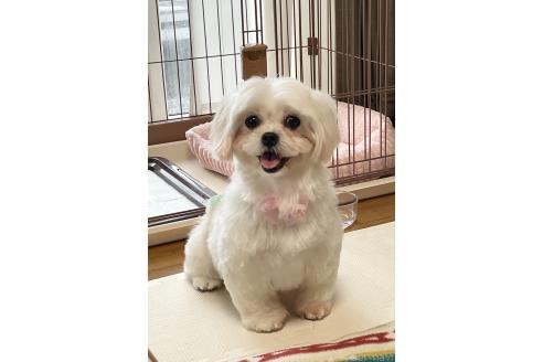 成約済の秋田県のミックス犬-369854の3枚目