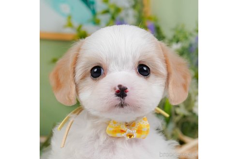 成約済ののミックス犬-369757