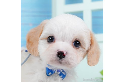 成約済の神奈川県のミックス犬-369759の1枚目