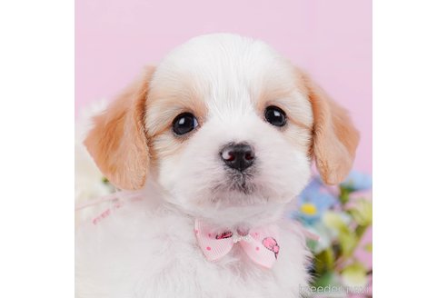 成約済の神奈川県のミックス犬-369760の1枚目