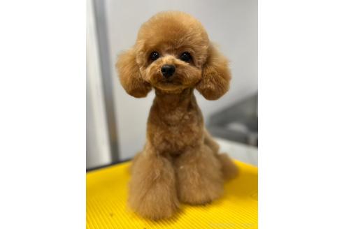 ロミオくん1枚目