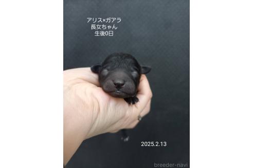 成約済の大阪府のタイニープードル-369925の13枚目