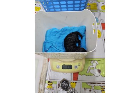成約済の大阪府のタイニープードル-369925の10枚目