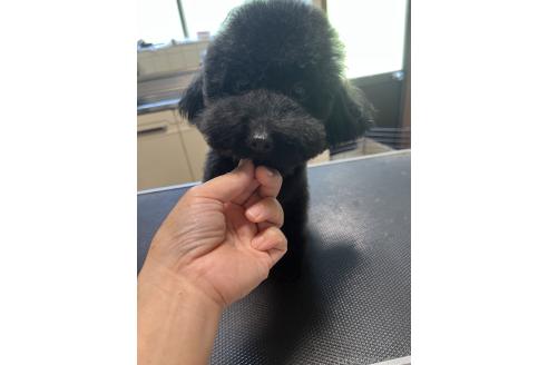 パルムちゃん1枚目