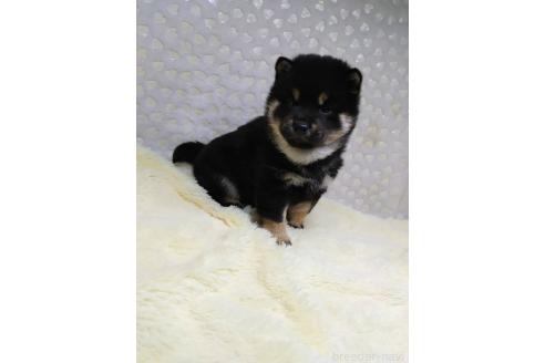 成約済の三重県の柴犬-369939の4枚目