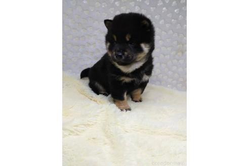 成約済の三重県の柴犬-369939の2枚目