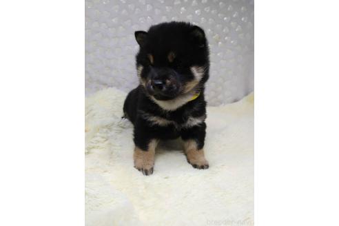 成約済の三重県の柴犬-369939の3枚目
