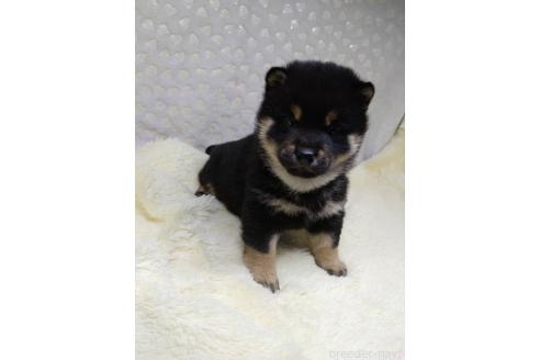 成約済の三重県の柴犬-369939