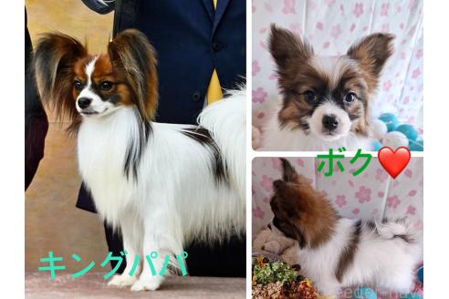 成約済の愛媛県のパピヨン-363651の40枚目