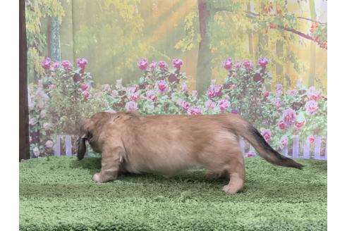 成約済の埼玉県のミニチュアダックスフンド(ロングヘアード)-364654の3枚目
