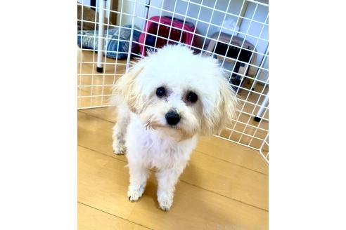 成約済の東京都のミックス犬-329634の43枚目