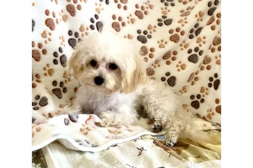 成約済の東京都のミックス犬-329634の41枚目