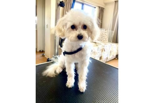 成約済の東京都のミックス犬-329634の37枚目