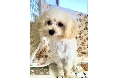 成約済の東京都のミックス犬-329634の36枚目