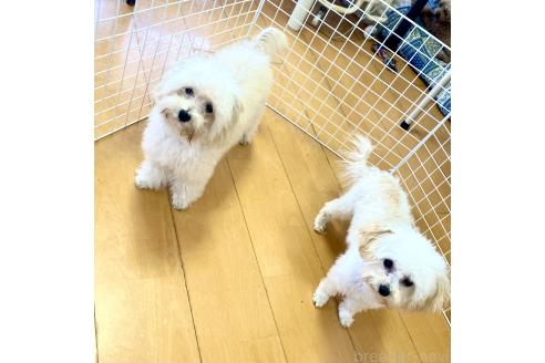 成約済の東京都のミックス犬-329634の35枚目