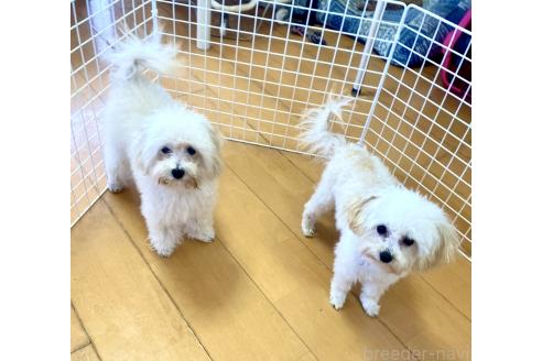 成約済の東京都のミックス犬-329634の34枚目