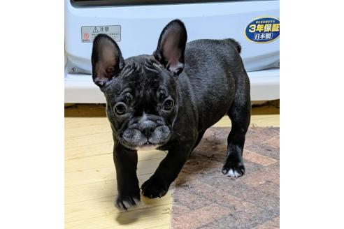 成約済の愛媛県のフレンチブルドッグ-365108の72枚目