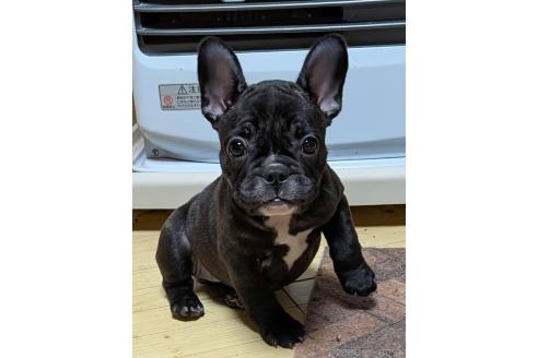 成約済の愛媛県のフレンチブルドッグ-365108の71枚目