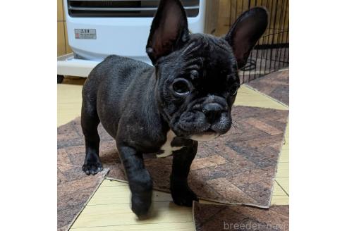 成約済の愛媛県のフレンチブルドッグ-365108の70枚目