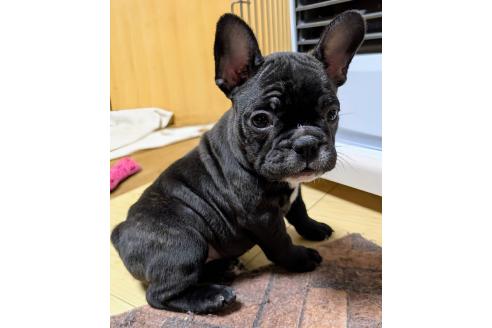 成約済の愛媛県のフレンチブルドッグ-365108の69枚目