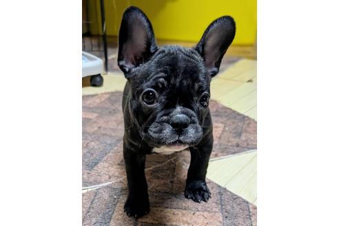 成約済の愛媛県のフレンチブルドッグ-365108の67枚目