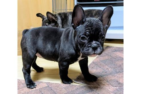 成約済の愛媛県のフレンチブルドッグ-365108の68枚目