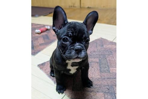 成約済の愛媛県のフレンチブルドッグ-365108の66枚目