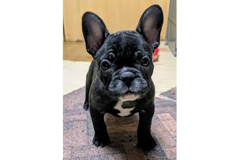 成約済の愛媛県のフレンチブルドッグ-365108の65枚目