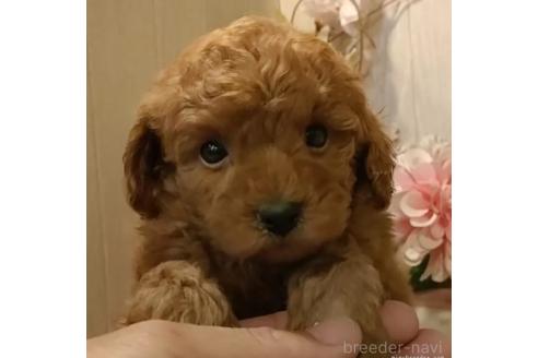 成約済の愛知県のティーカッププードル-369995の1枚目