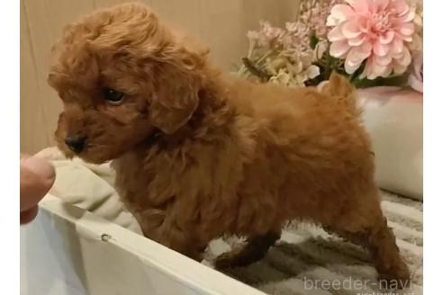 成約済の愛知県のティーカッププードル-369995の3枚目