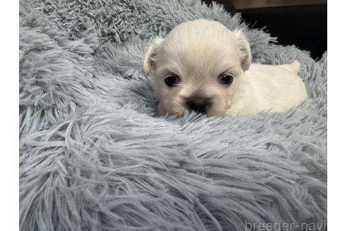 成約済の岐阜県のミックス犬-367317の12枚目