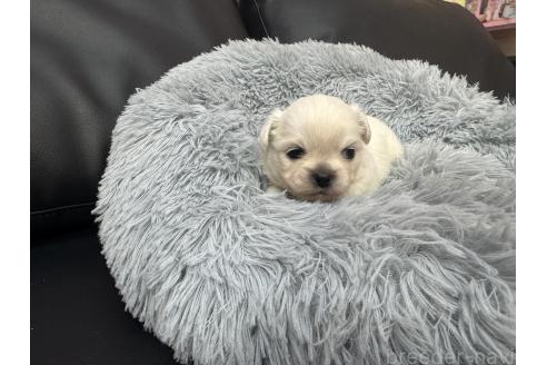 成約済の岐阜県のミックス犬-367317の10枚目